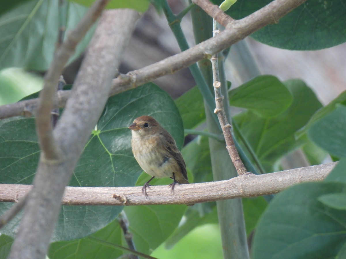 Indigo Bunting - ML645340433