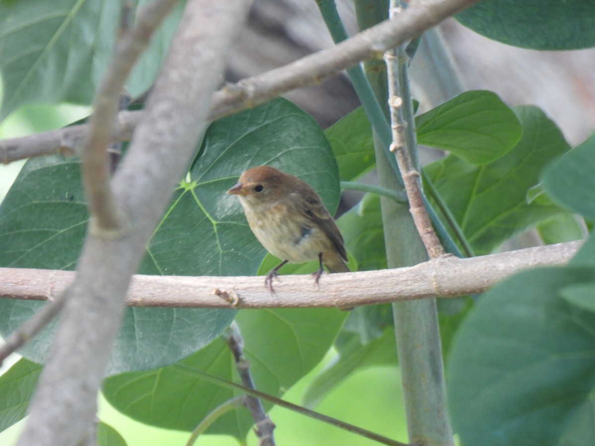 Indigo Bunting - ML645340434