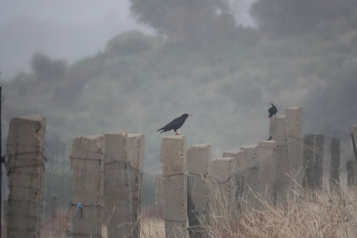 ベニハシガラス - ML645340436