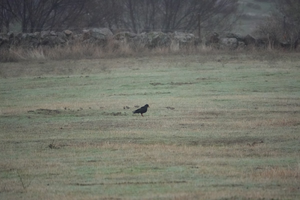 ベニハシガラス - ML645340437