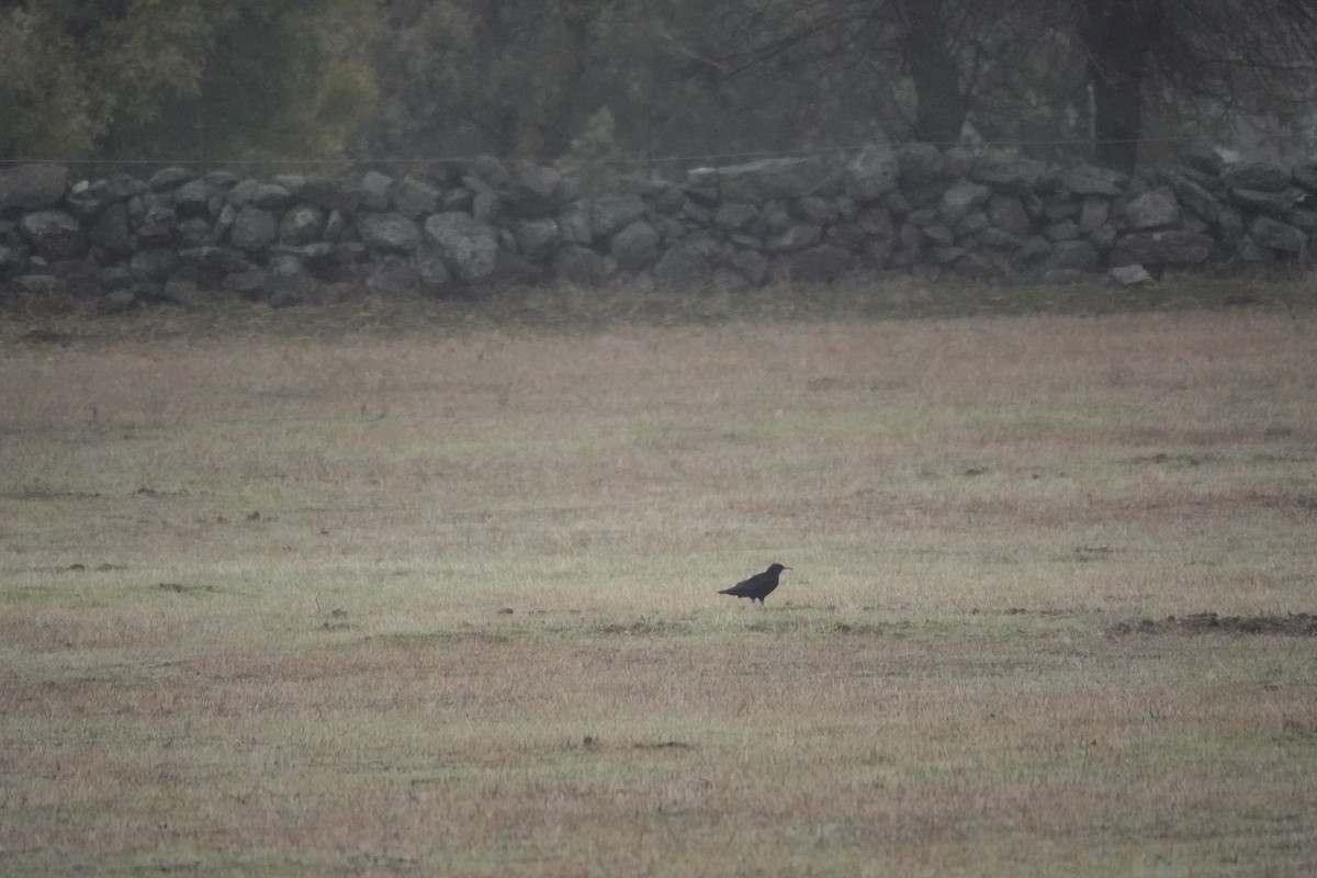 ベニハシガラス - ML645340438