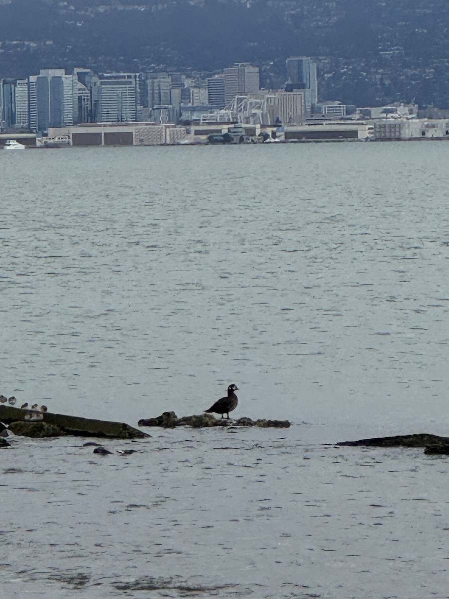 Harlequin Duck - ML645340441
