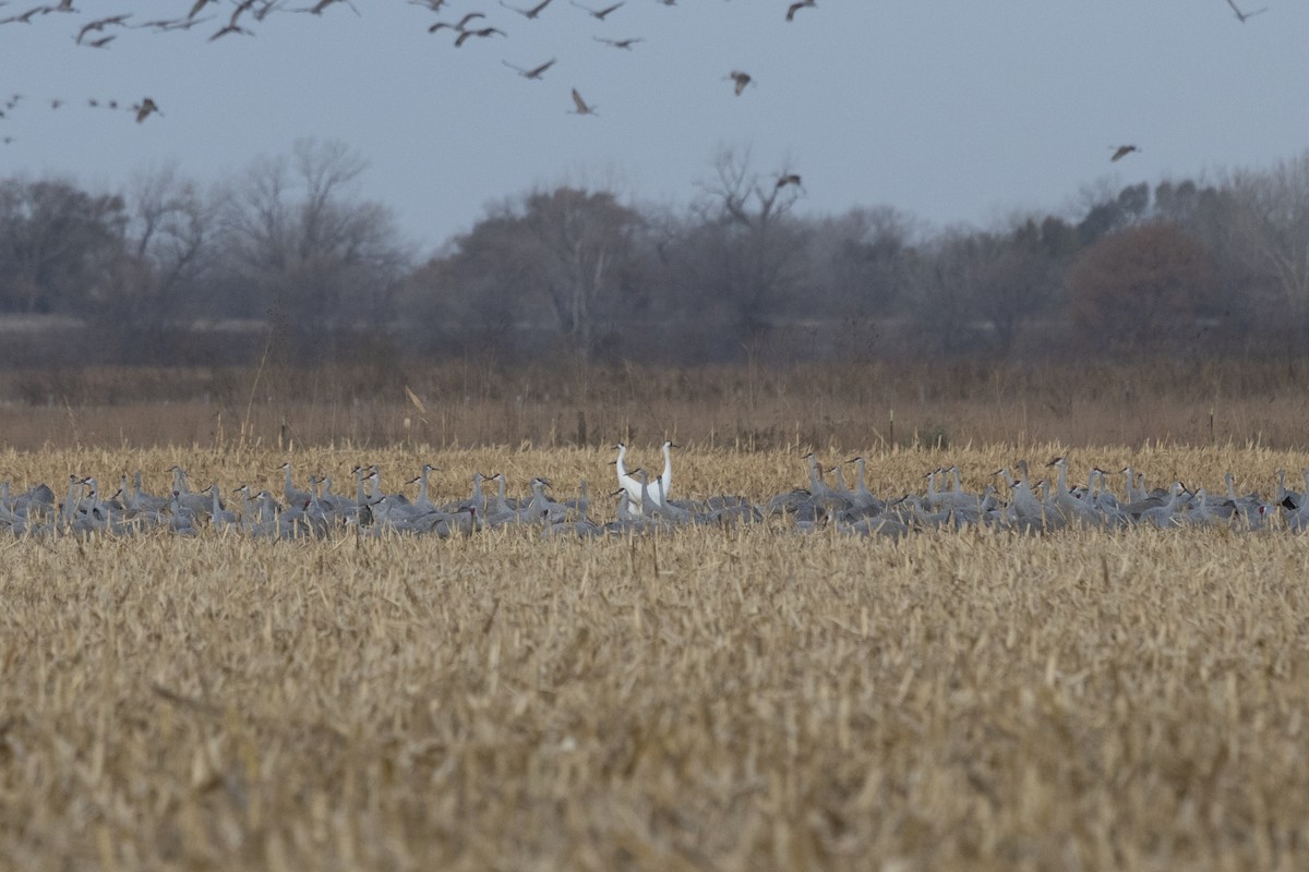 アメリカシロヅル - ML645340445