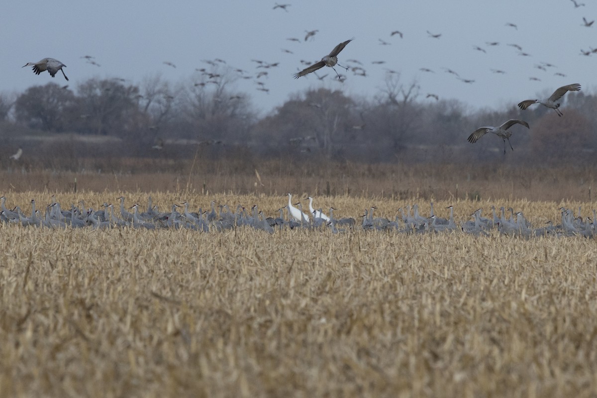 アメリカシロヅル - ML645340446