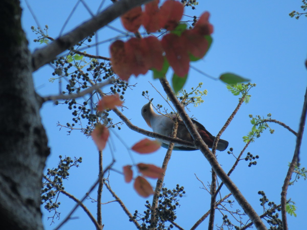 Green Imperial-Pigeon - ML645340456