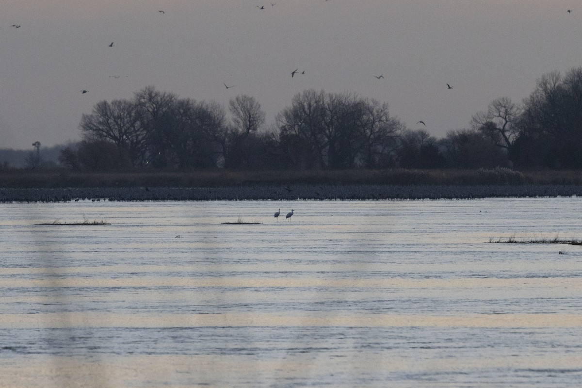 アメリカシロヅル - ML645340472