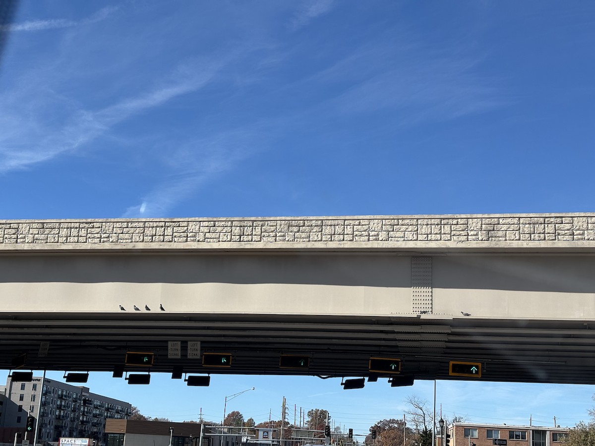 Rock Pigeon (Feral Pigeon) - ML645340473