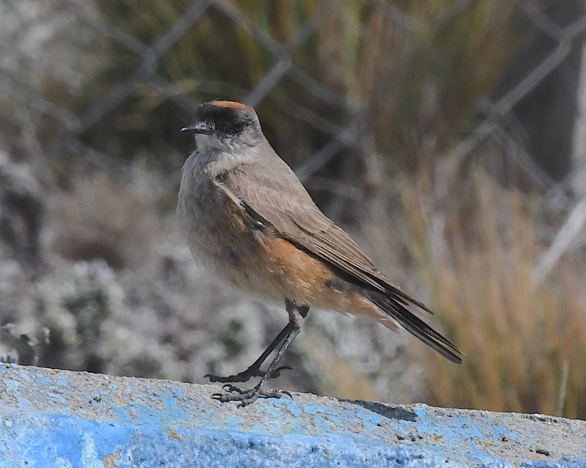 チャバライワタイランチョウ - ML645340474