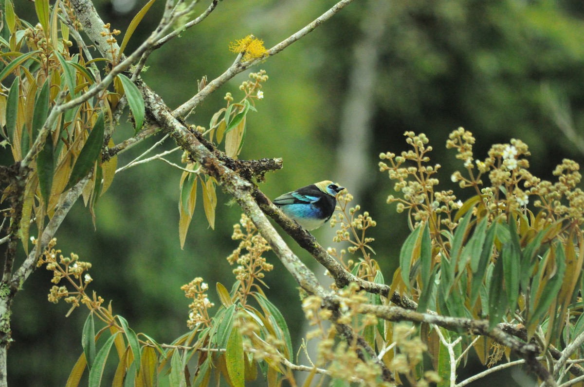 Golden-hooded Tanager - ML645340482