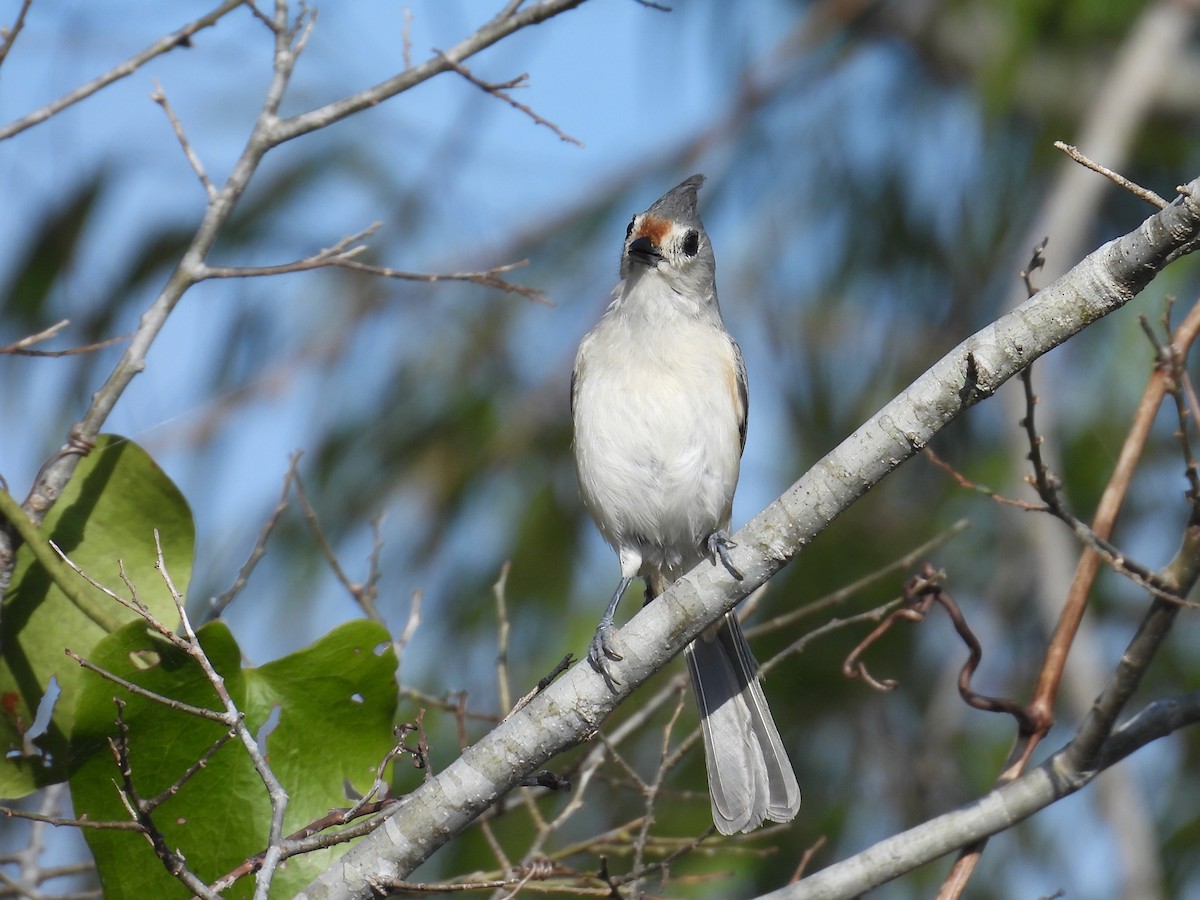 Tufted x Black-crested Titmouse (hybrid) - ML645340483