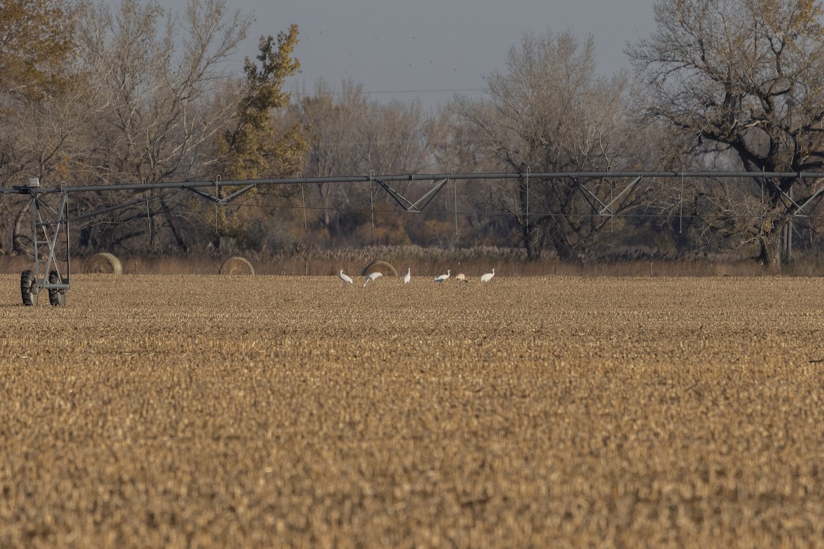 アメリカシロヅル - ML645340494