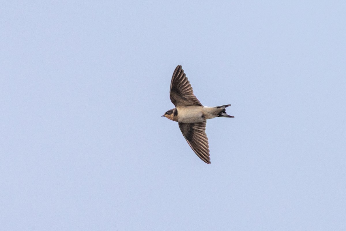 vlaštovka obecná - ML645340500