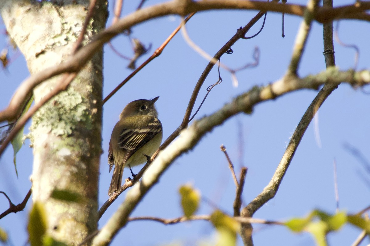 Least Flycatcher - ML645340501