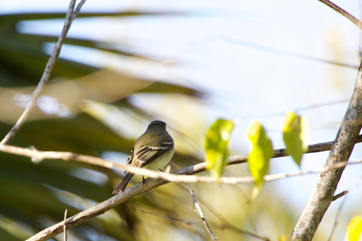 Least Flycatcher - ML645340502