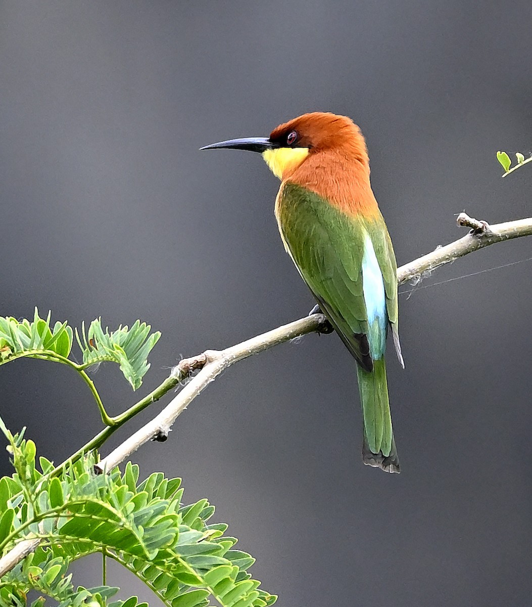 Chestnut-headed Bee-eater - ML645340509