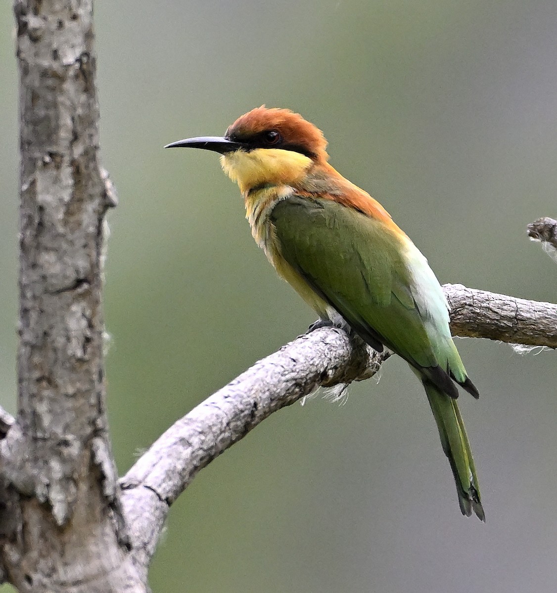 Chestnut-headed Bee-eater - ML645340510
