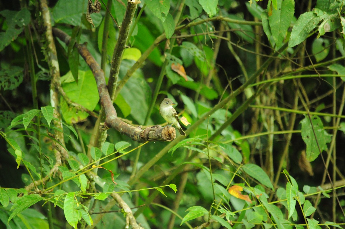 Восточный пиви - ML645340519