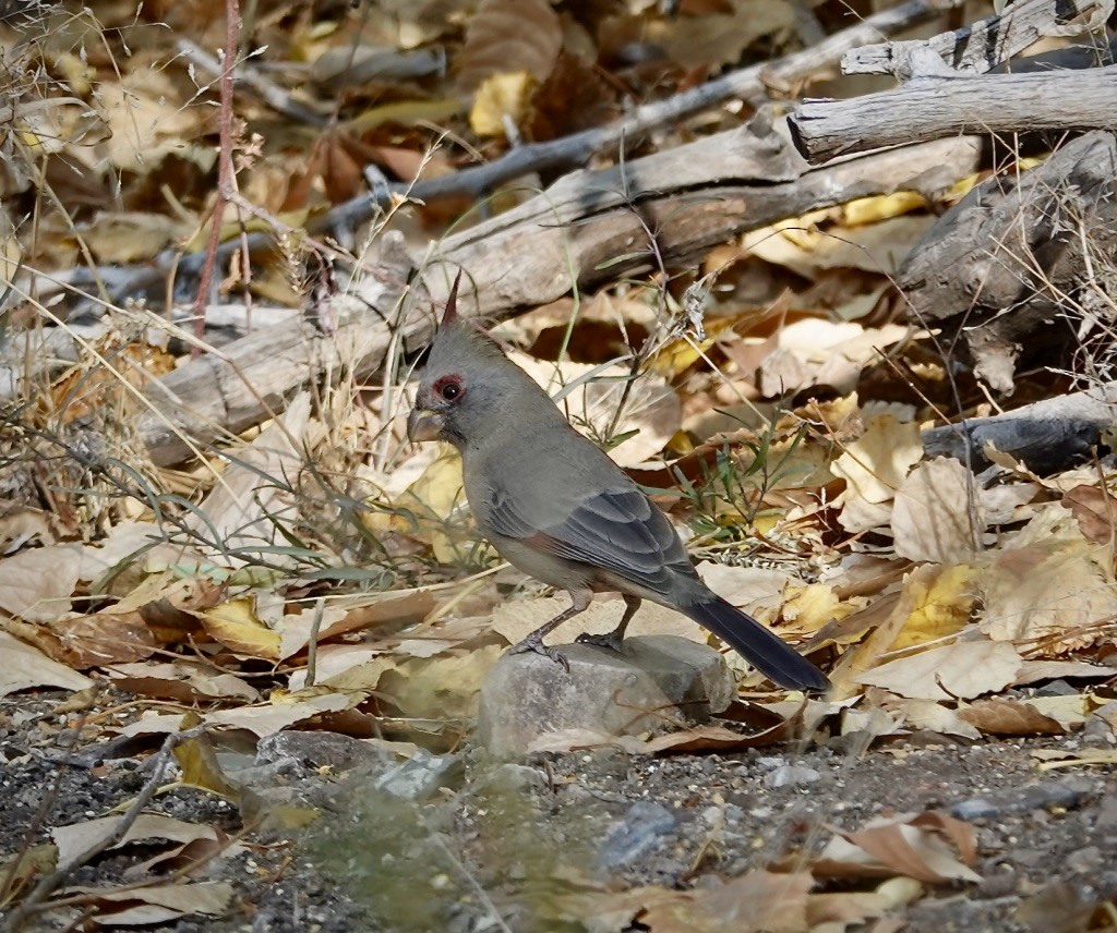 Pyrrhuloxia - ML645340533