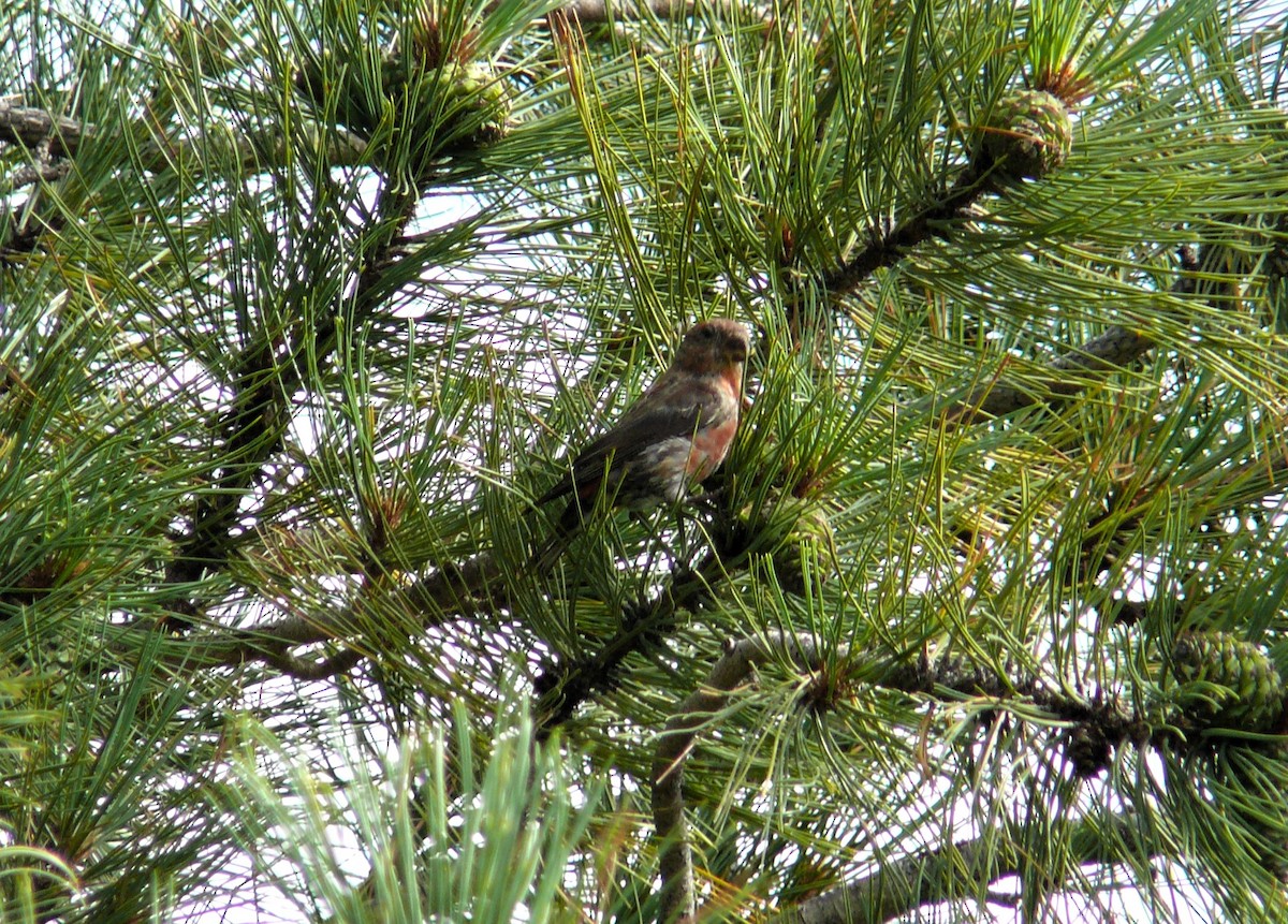 Red Crossbill - ML645340534