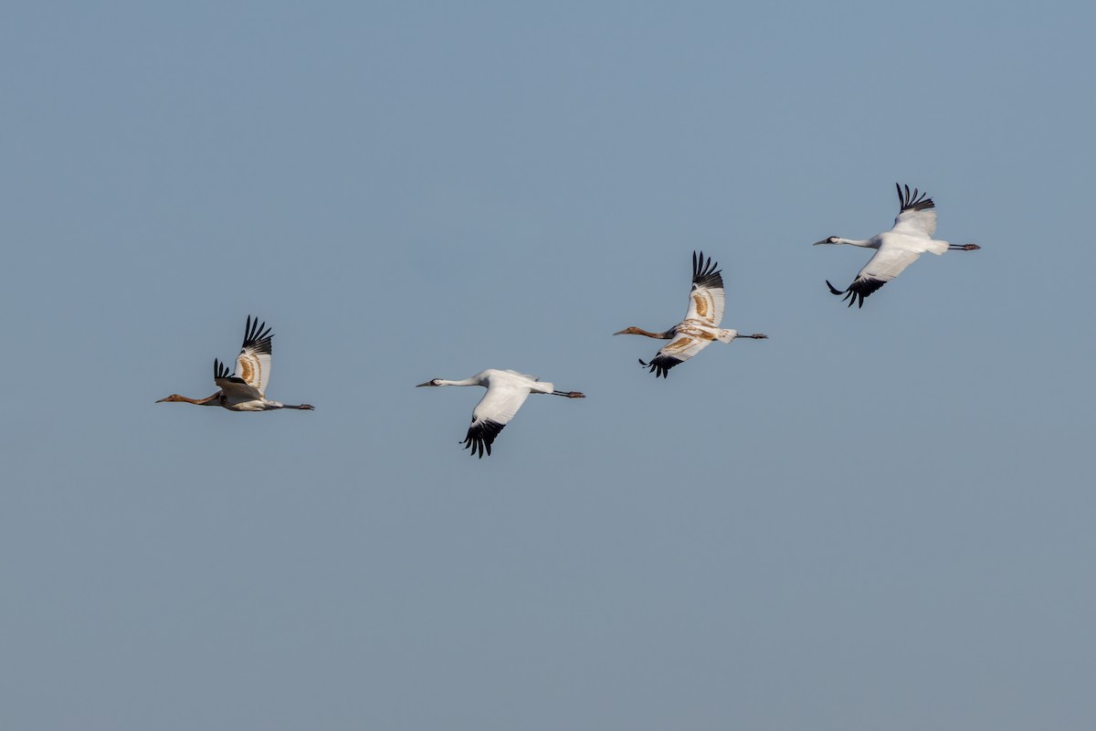 アメリカシロヅル - ML645340537