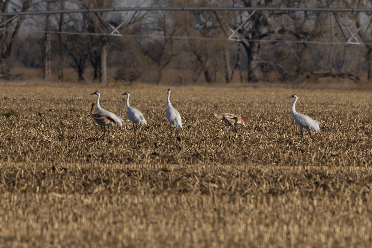 アメリカシロヅル - ML645340538