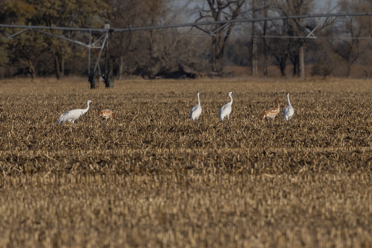 アメリカシロヅル - ML645340541