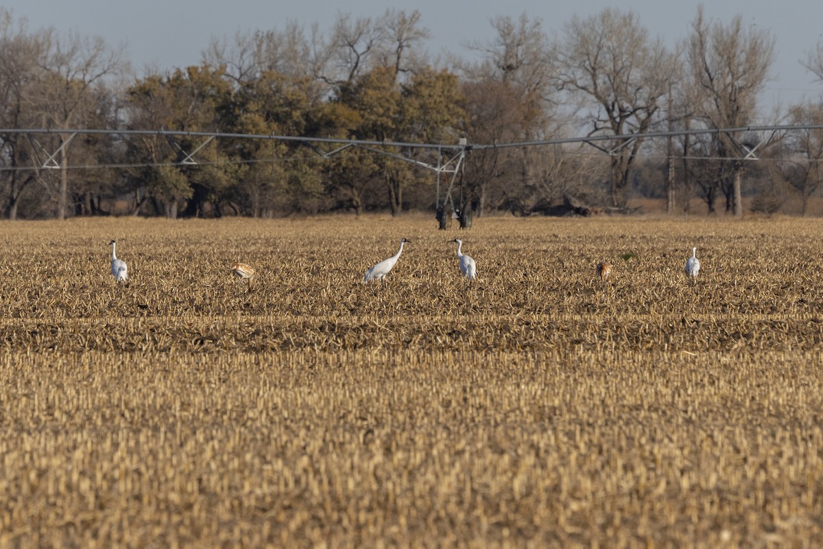 アメリカシロヅル - ML645340542