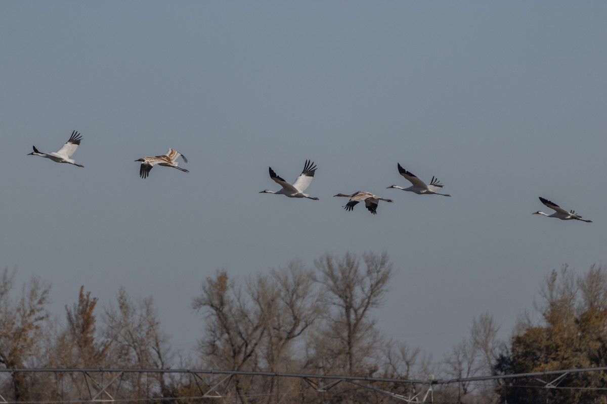 アメリカシロヅル - ML645340543