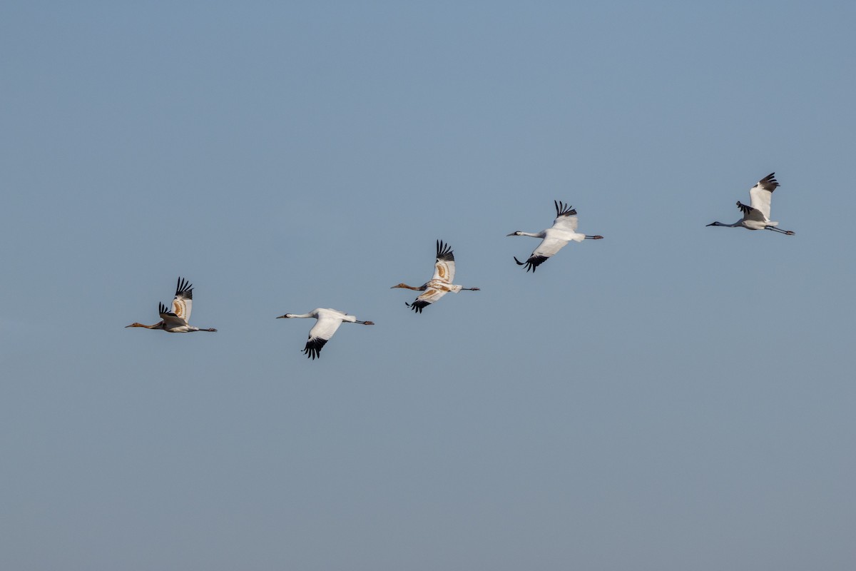 アメリカシロヅル - ML645340544