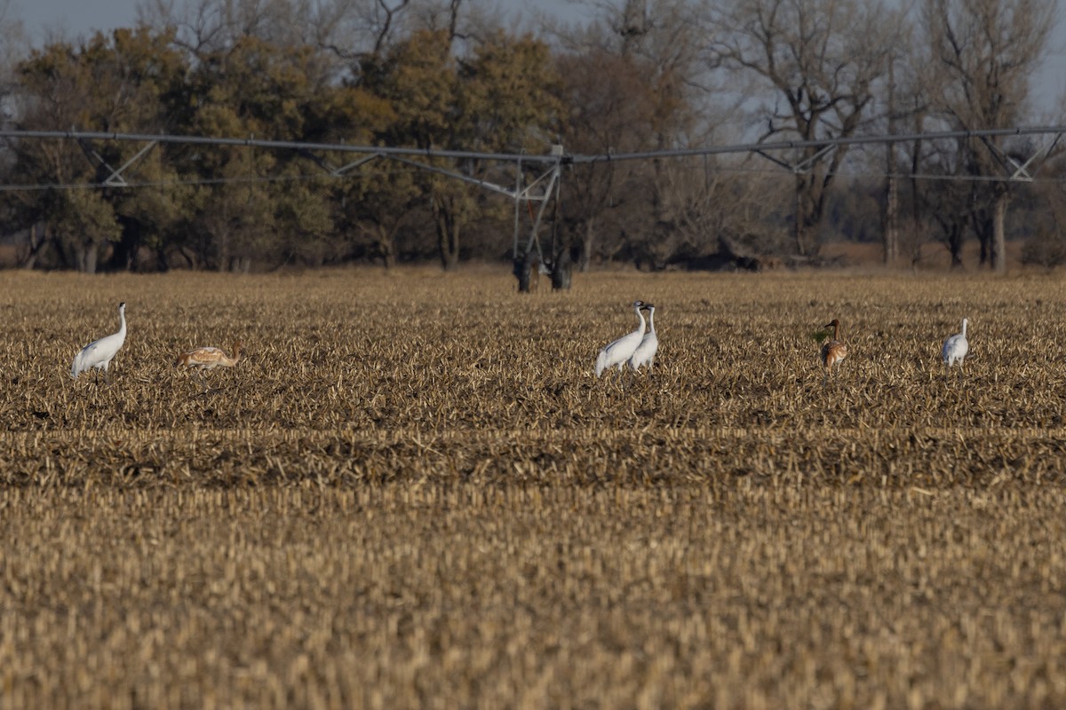 アメリカシロヅル - ML645340545