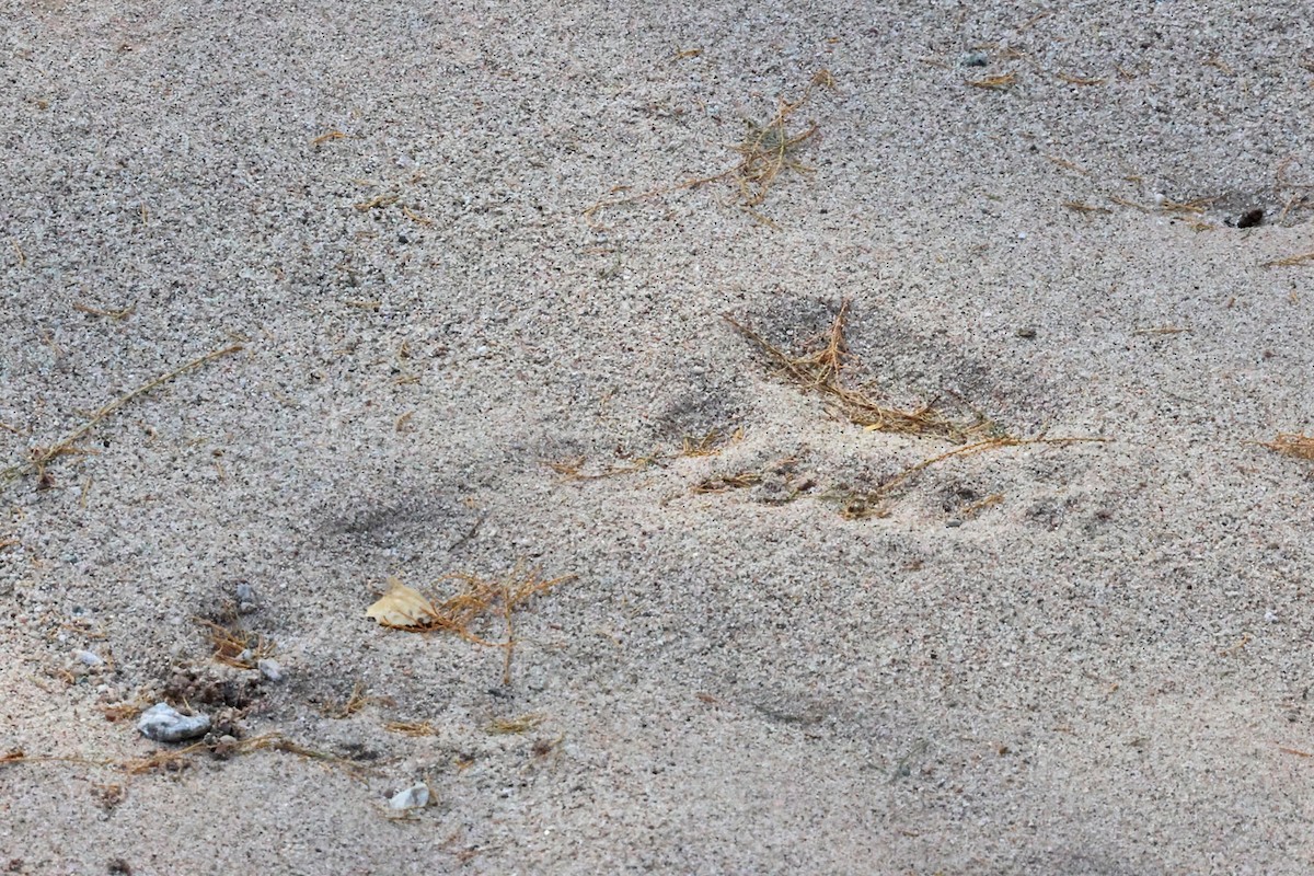 American Black Bear - ML645340546