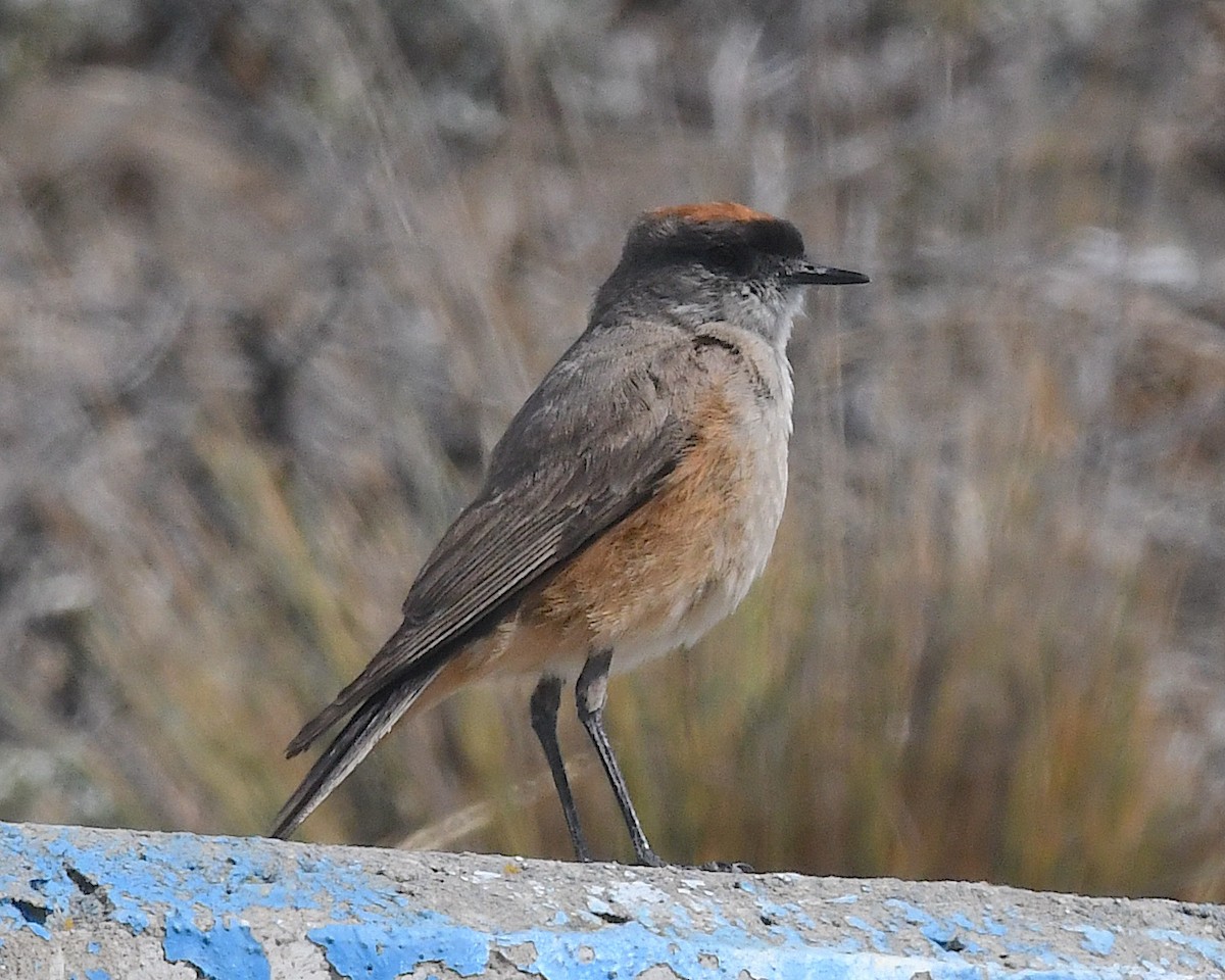 チャバライワタイランチョウ - ML645340556