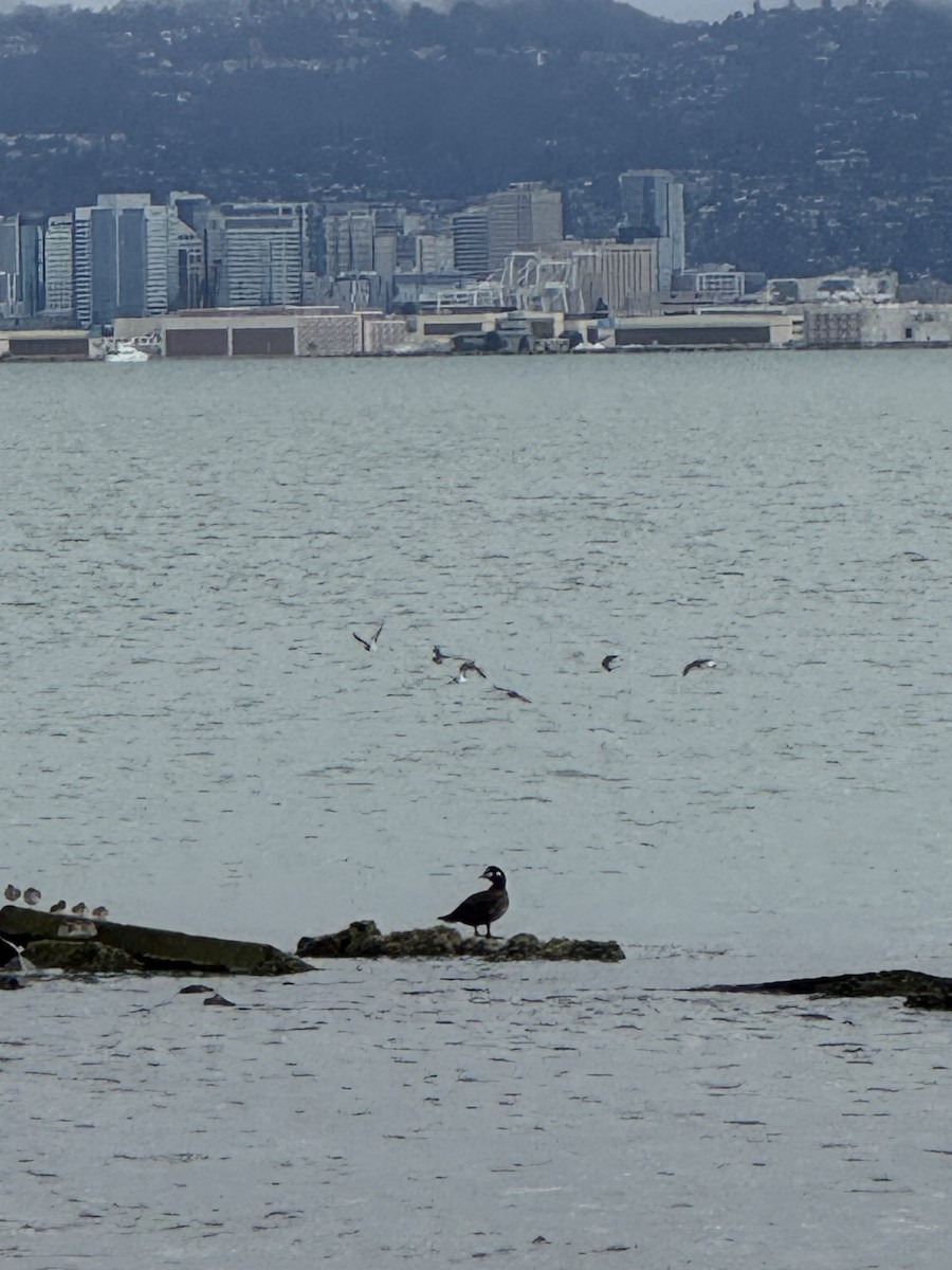 Harlequin Duck - ML645340557