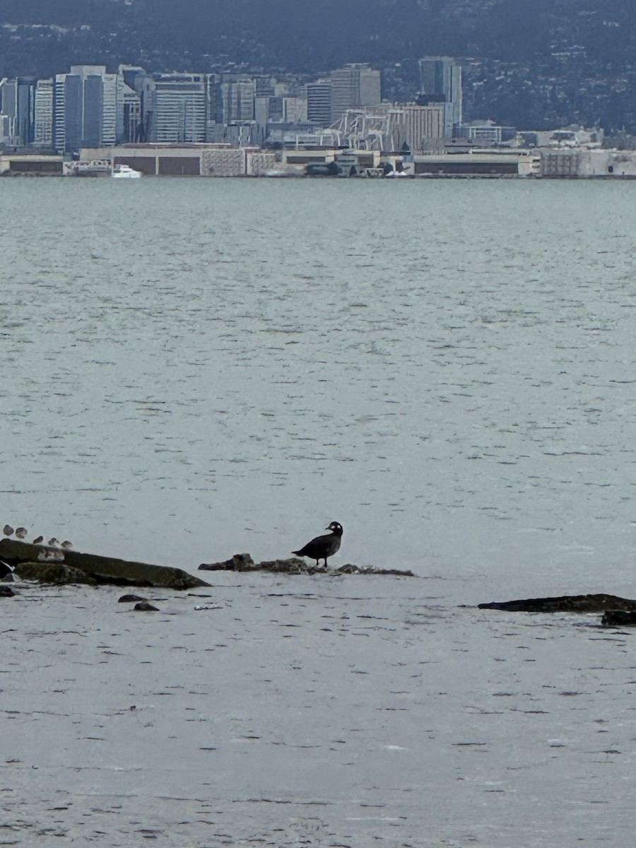 Harlequin Duck - ML645340558