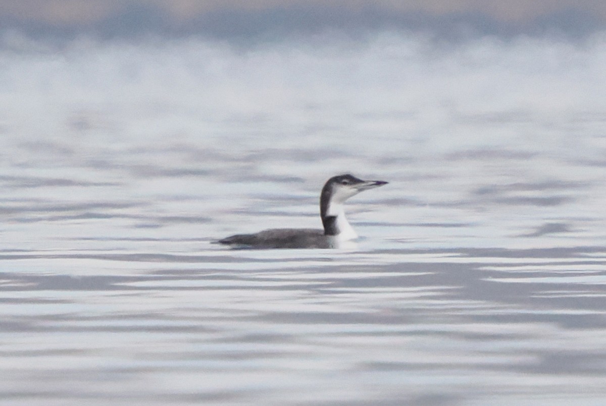 Common Loon - ML645340563