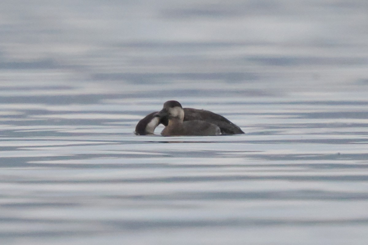 Black Scoter - ML645340564