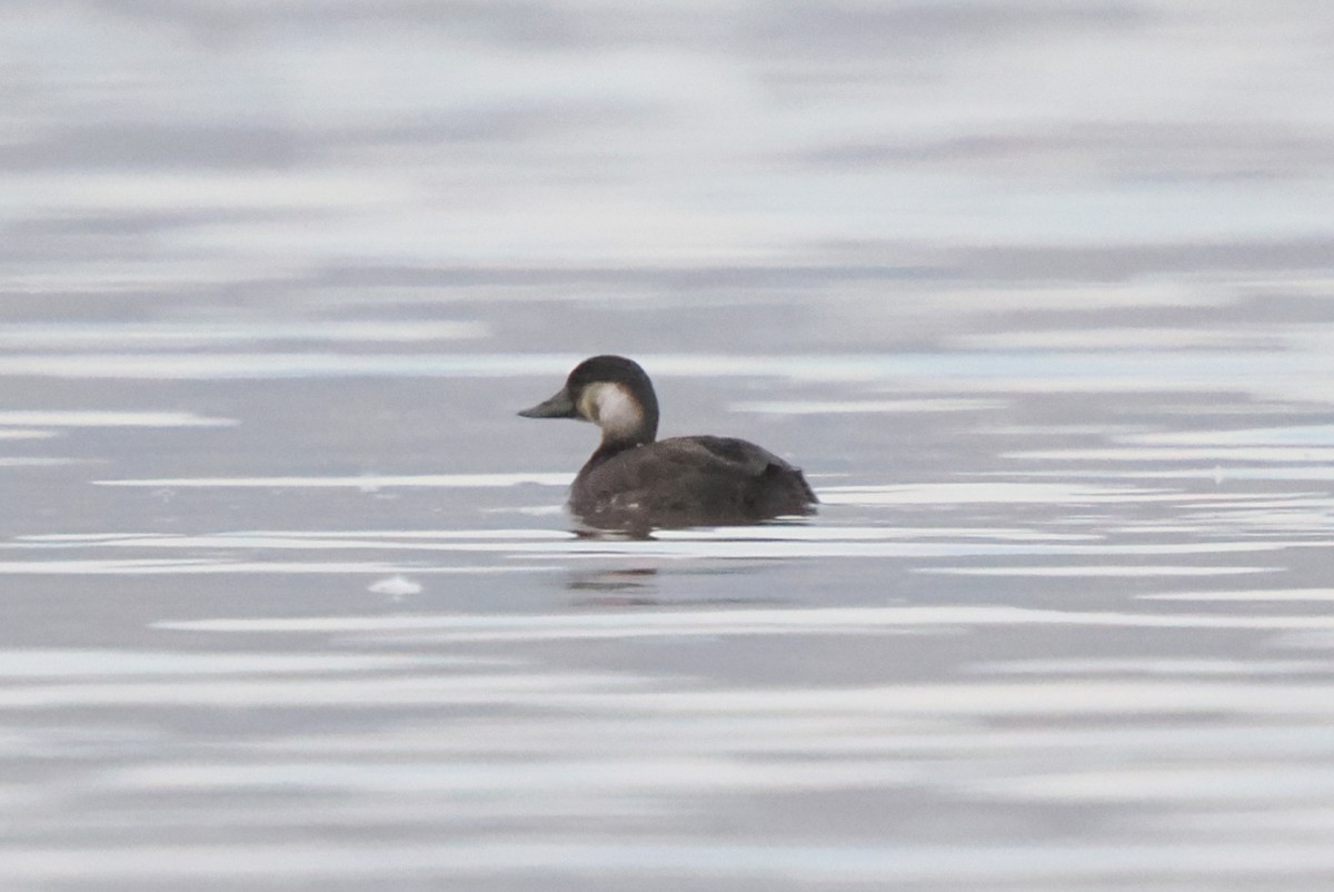 Black Scoter - ML645340565