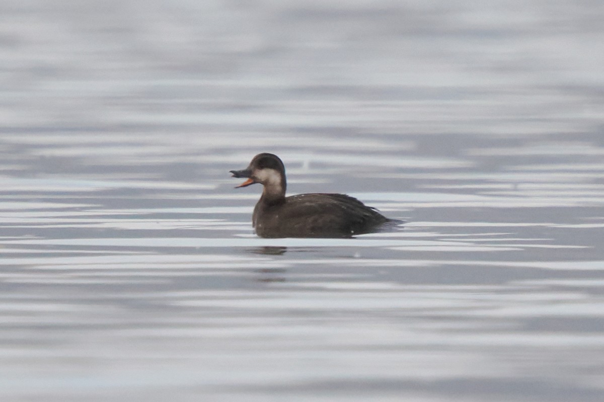 Black Scoter - ML645340566