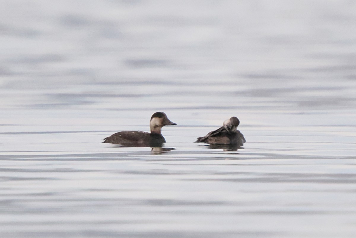 Black Scoter - ML645340567