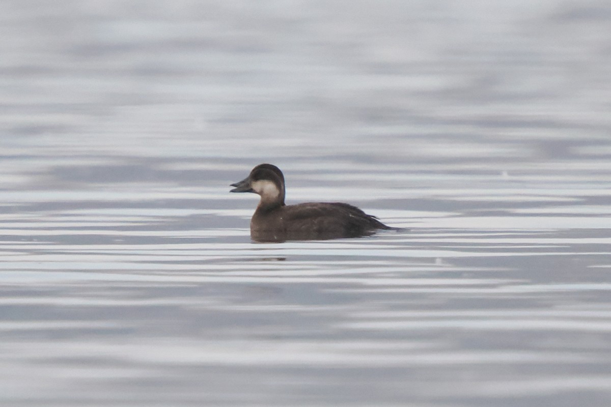 Black Scoter - ML645340568