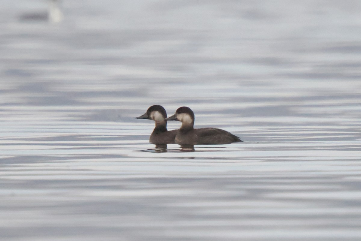 Black Scoter - ML645340569