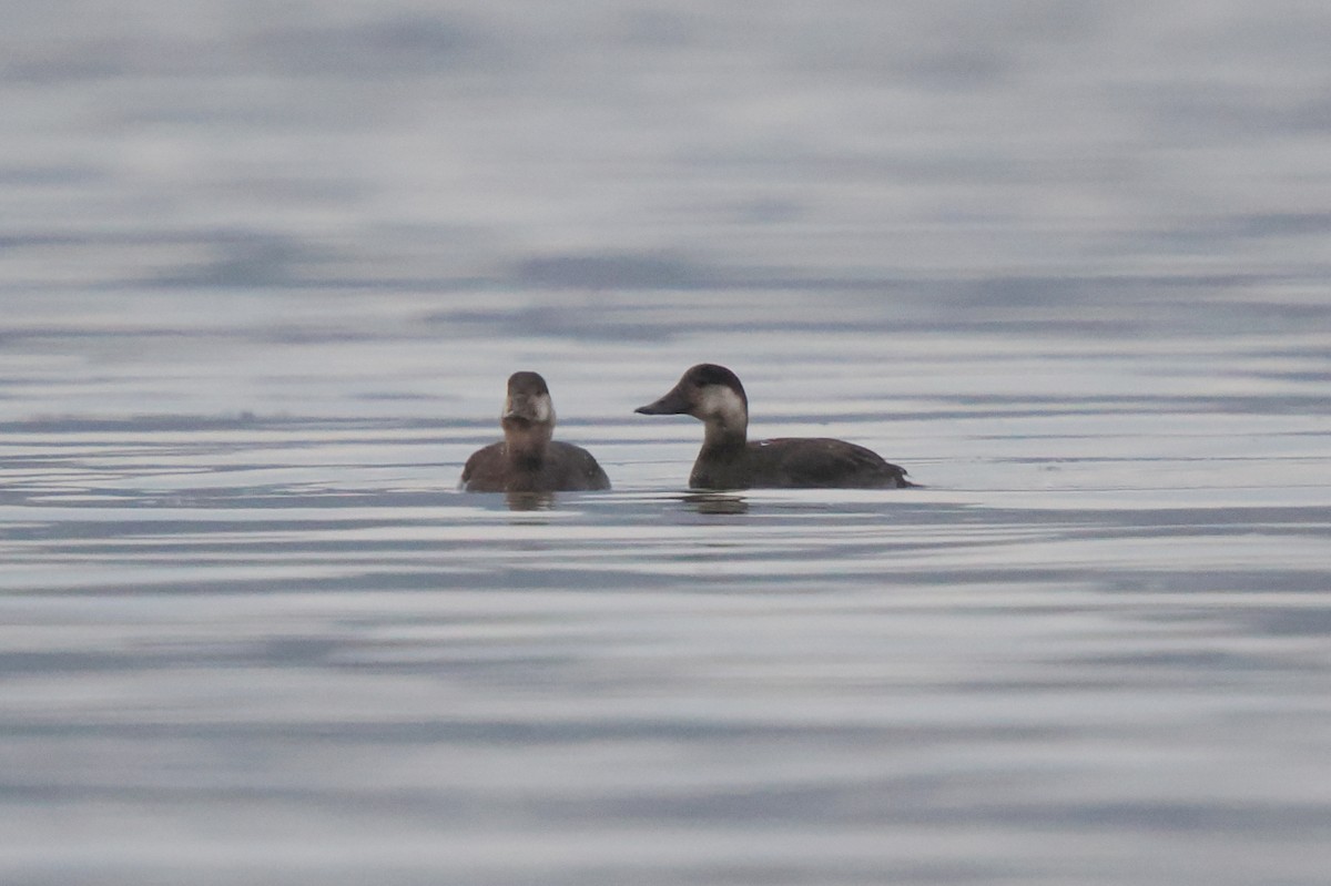 Black Scoter - ML645340570