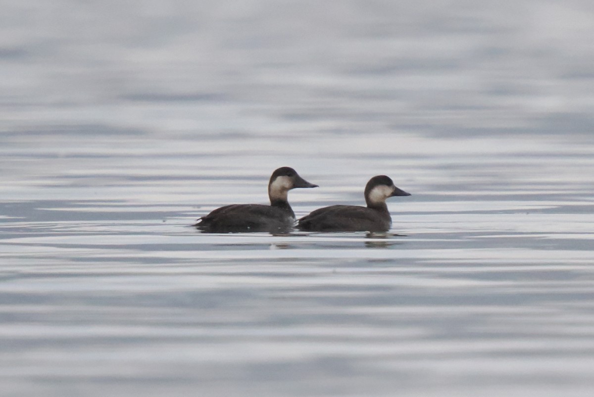 Black Scoter - ML645340571