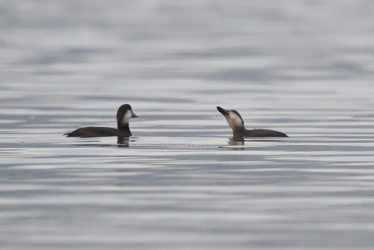 Black Scoter - ML645340572