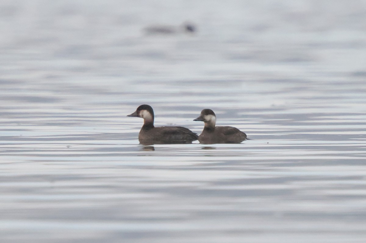 Black Scoter - ML645340573