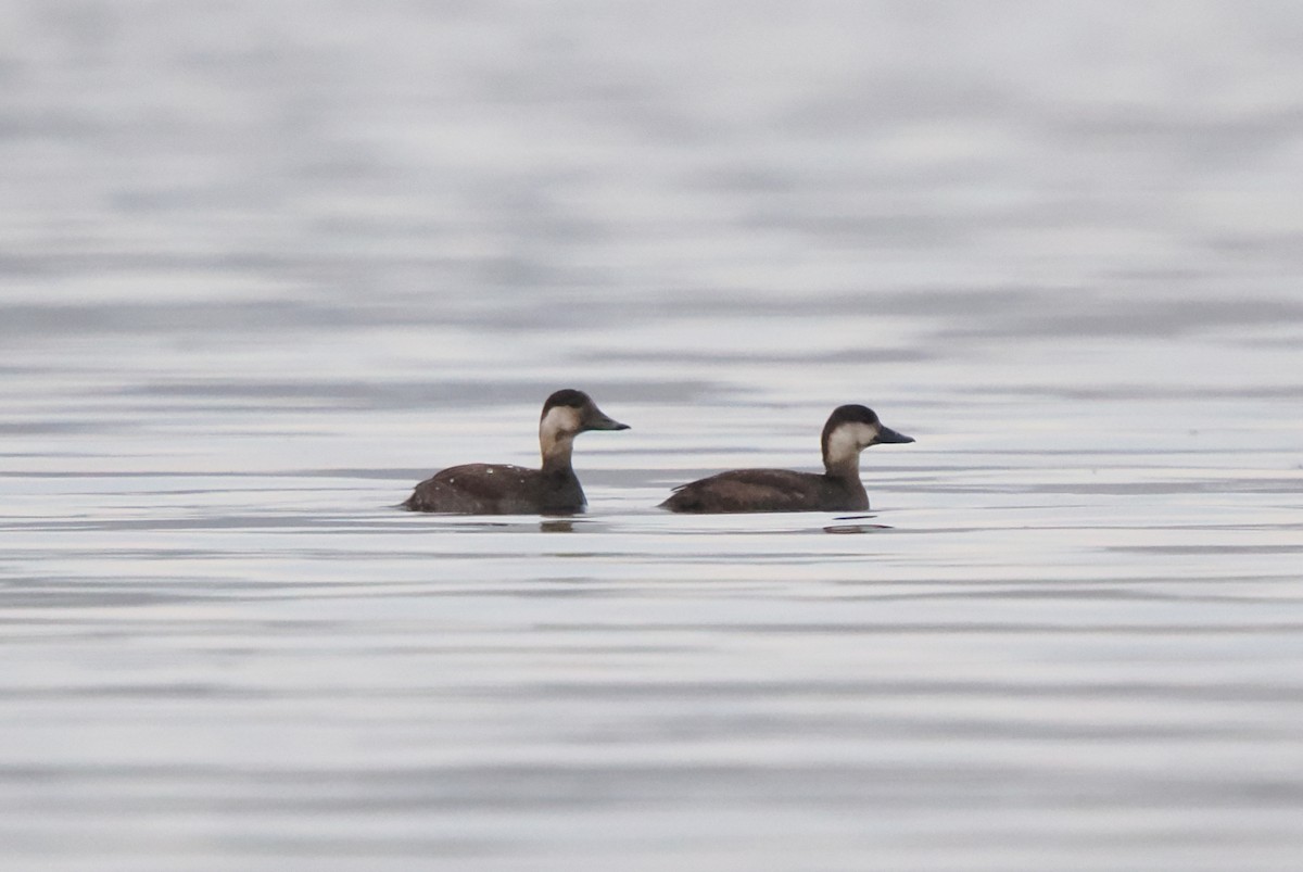 Black Scoter - ML645340574
