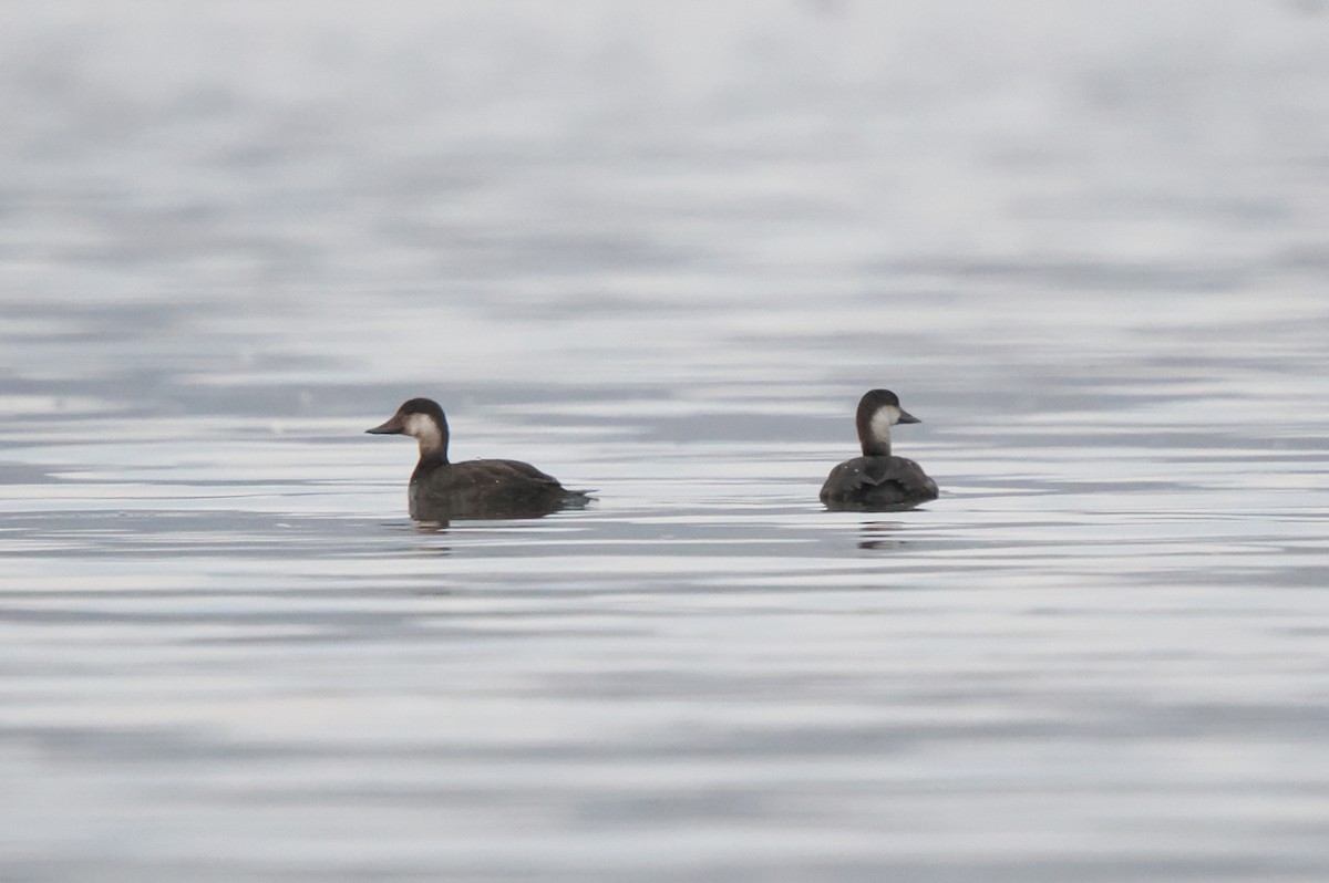 Black Scoter - ML645340575