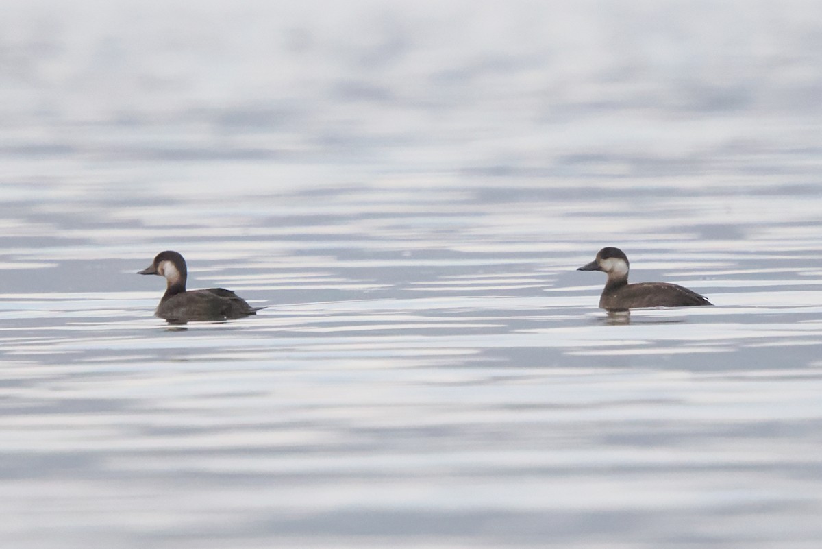 Black Scoter - ML645340576