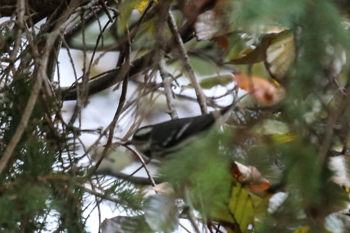 Black-throated Gray Warbler - ML645340582