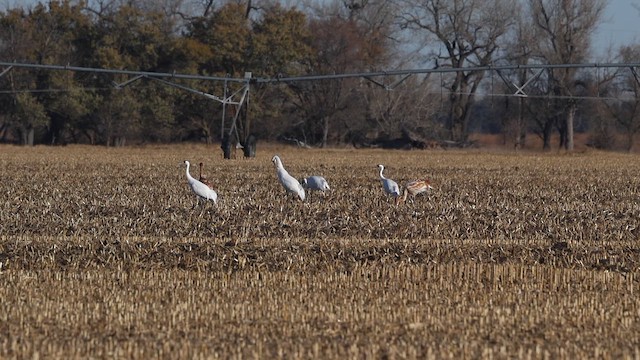 アメリカシロヅル - ML645340596